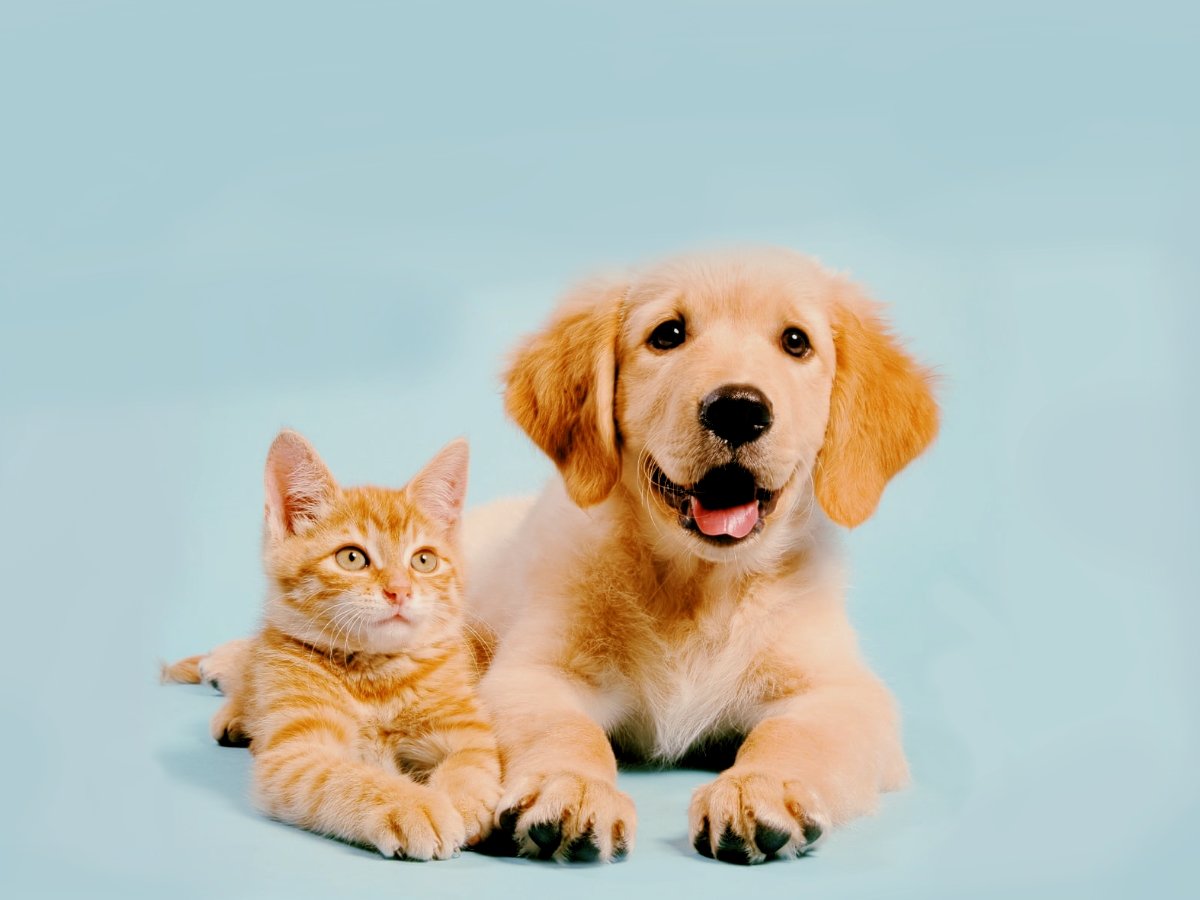 oeange-blue-cat+dog-1440-900-vf